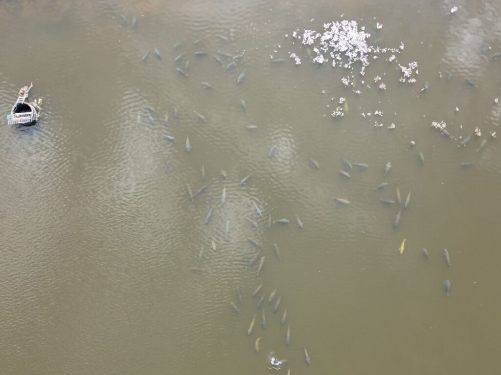 Carp swimming in Villedieu Lake captured by drone