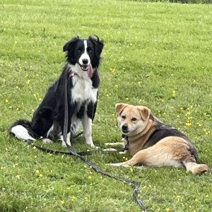 Lola and Lottie, the Villedieu Lake dogs